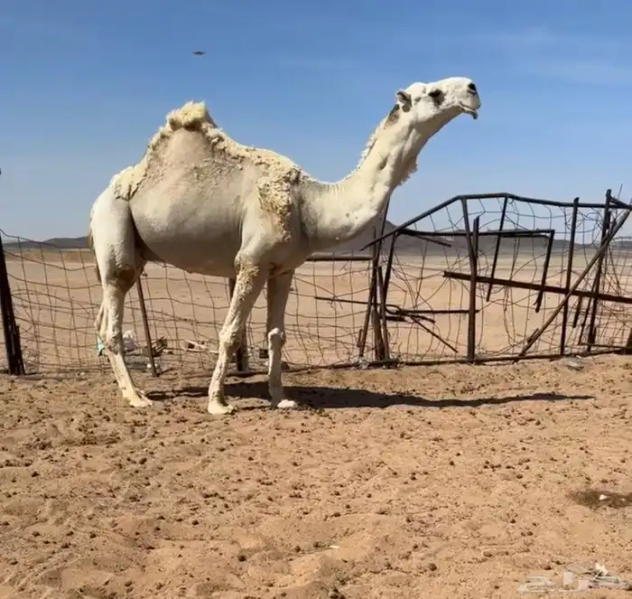فحل اوضح منتج 1