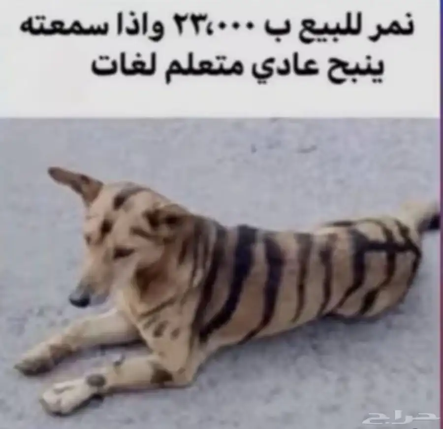 نمر للبيع 0