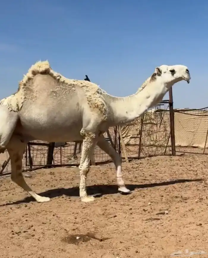 فحل اوضح منتج 0