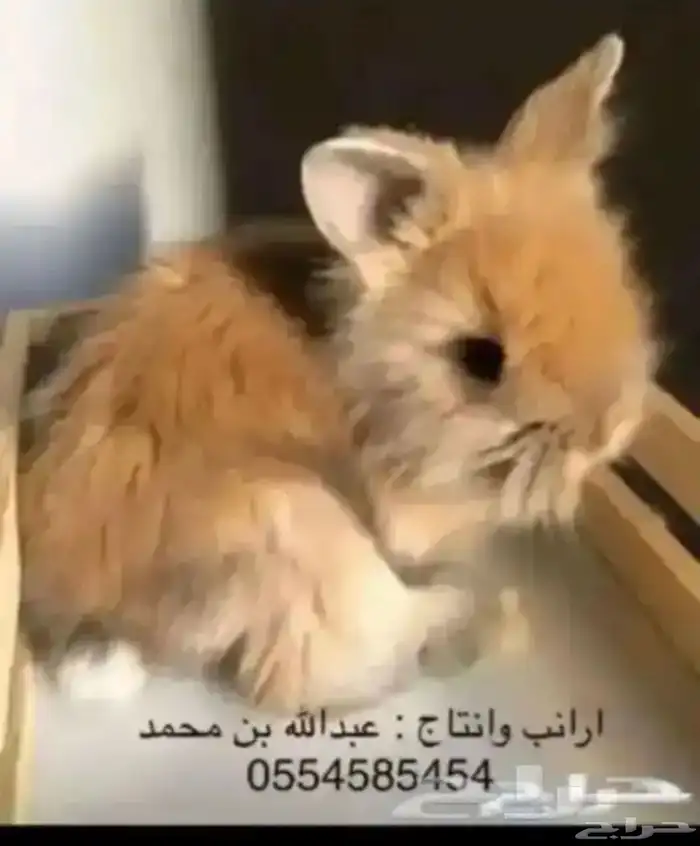 ارانب 13