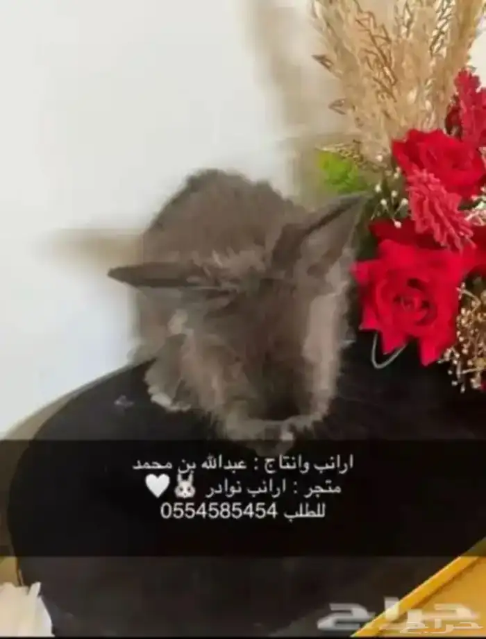 ارانب 8