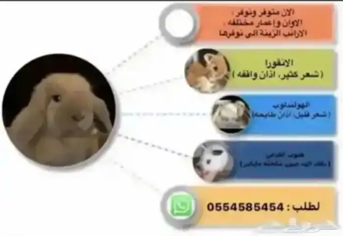 ارانب 0
