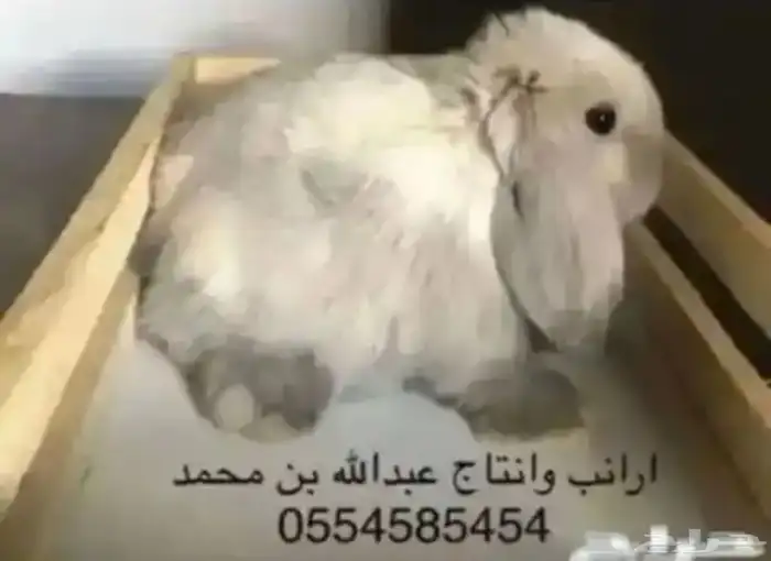 ارانب 2
