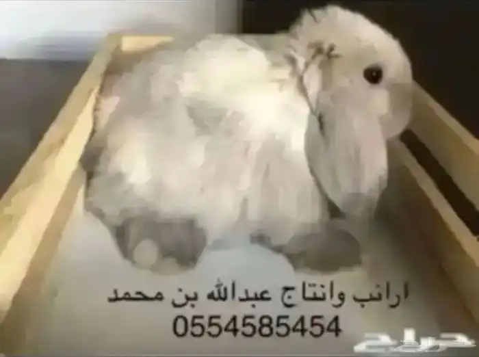 ارانب 6