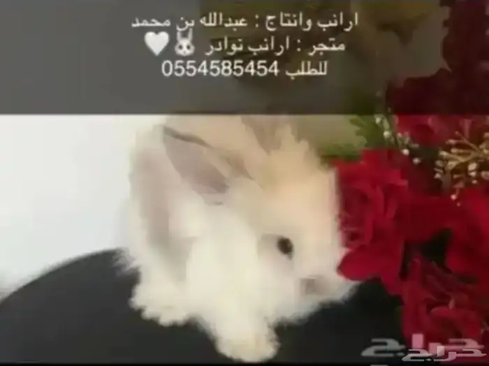 ارانب 7