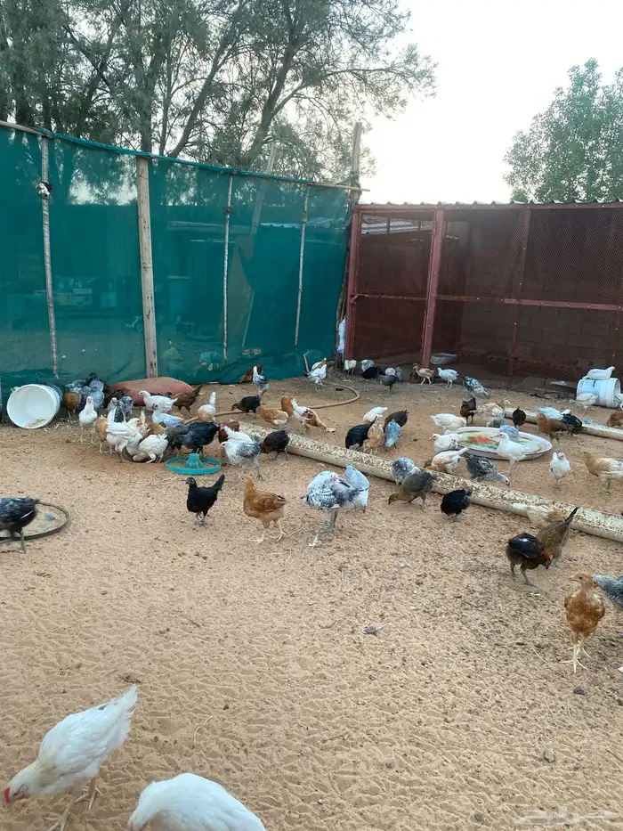 فروخ دجاج 2