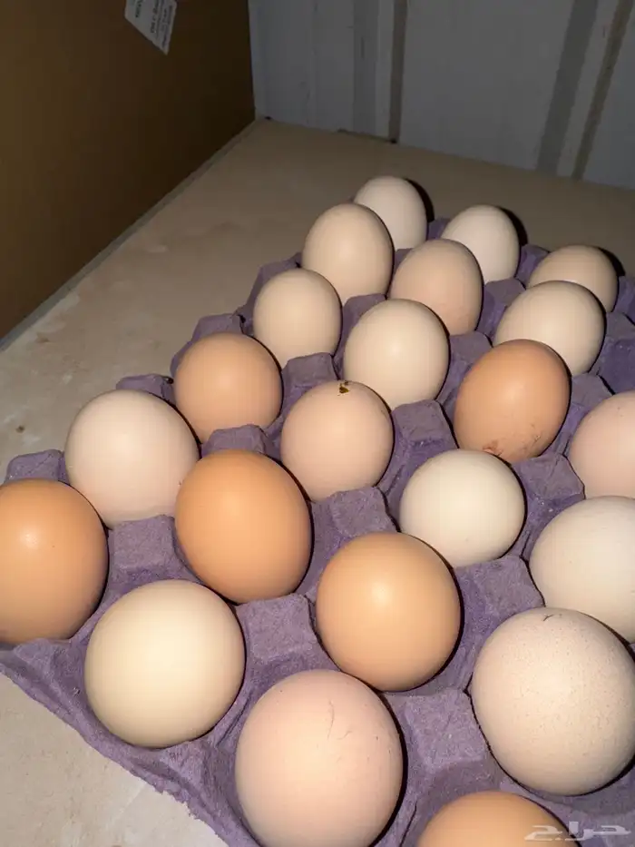 تم البيع 1