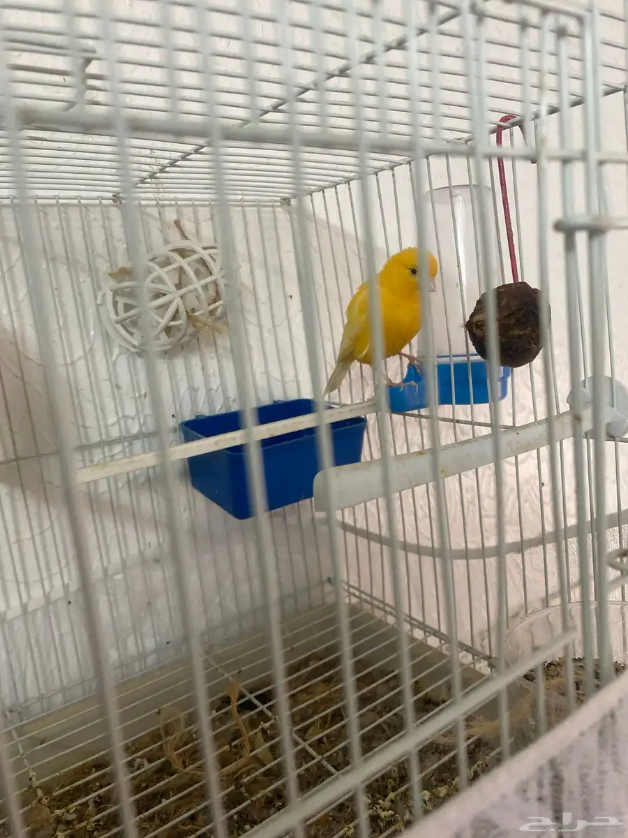 كناري نثيه 1