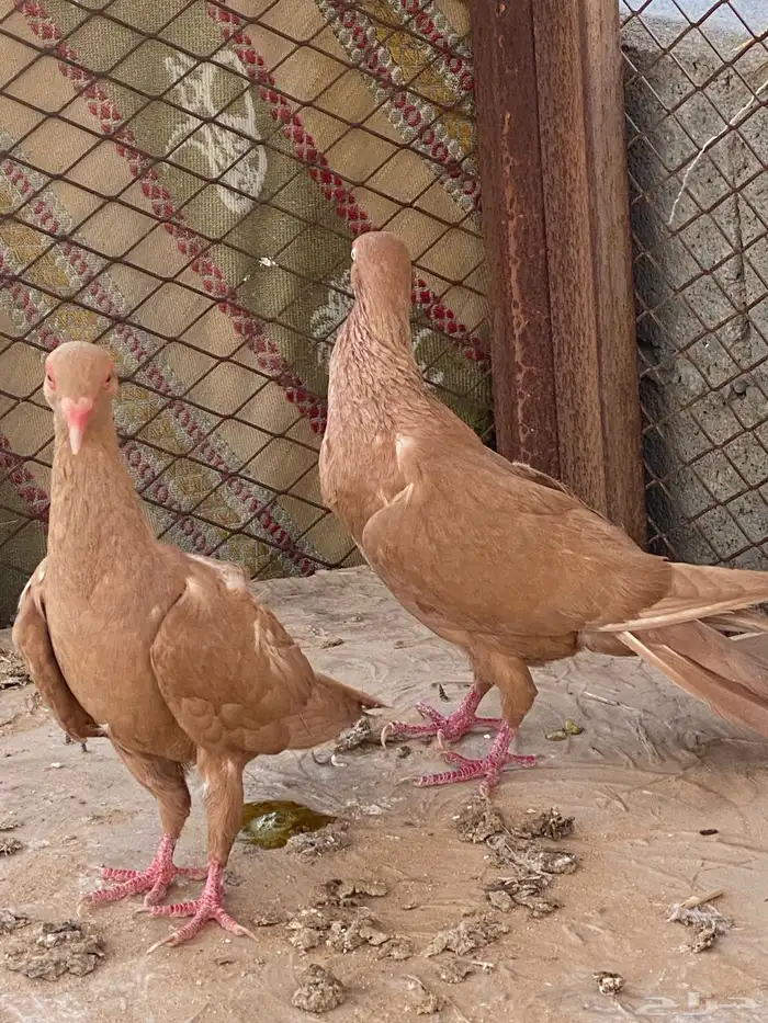 حمام دانش و مساويد 13 جوز 3