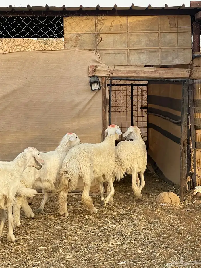 رخال حريات جذعات 3