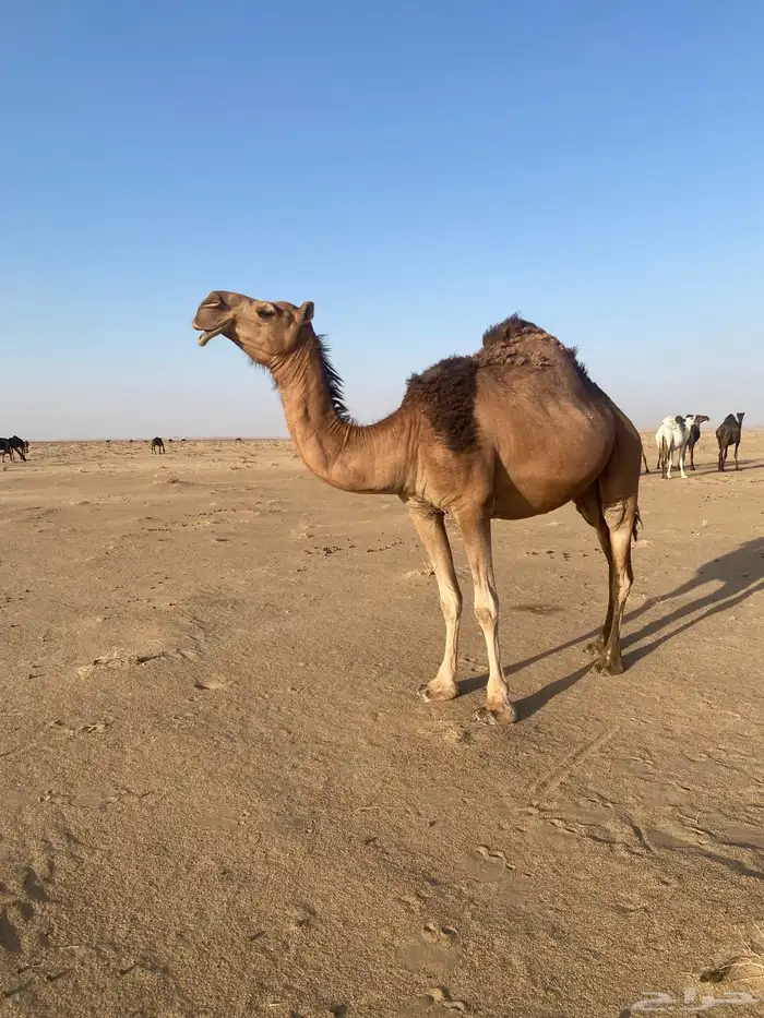 نياق ابل 1
