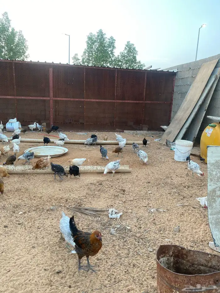 فروخ دجاج 3