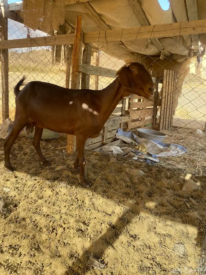 عنز للبيع تم البيع 2