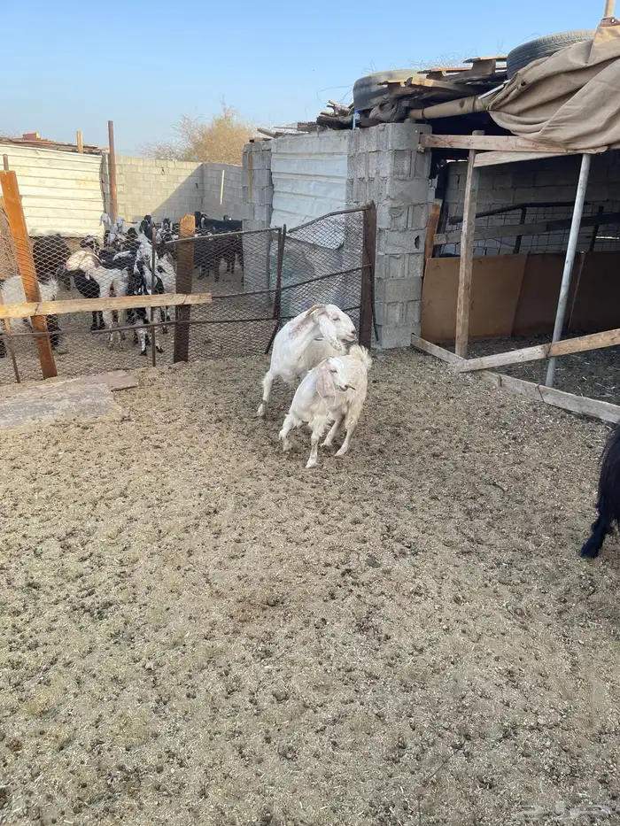 عنزين ببناتها وحده عارضيه والثانيه مصريه 1