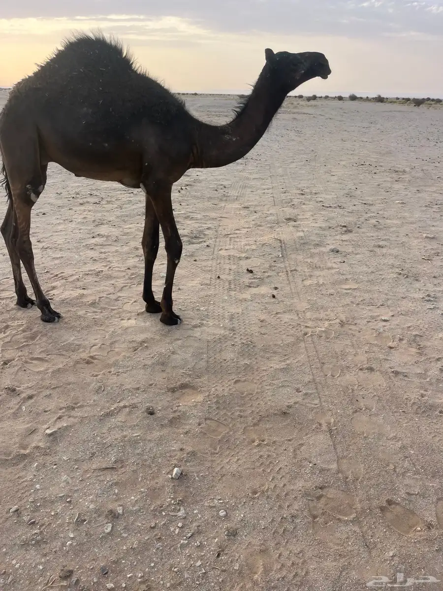 قعود قصب 0