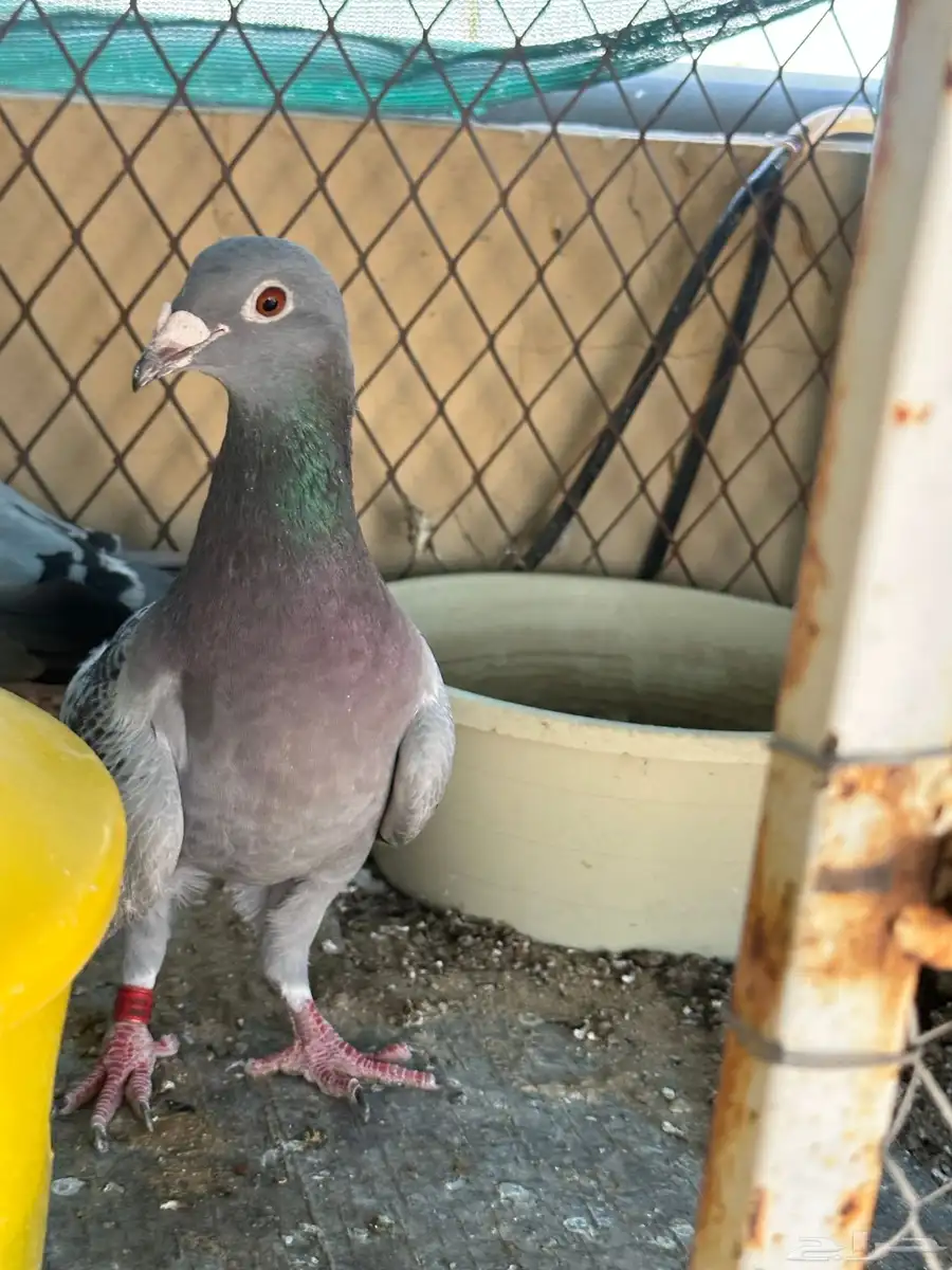 زاجل 4