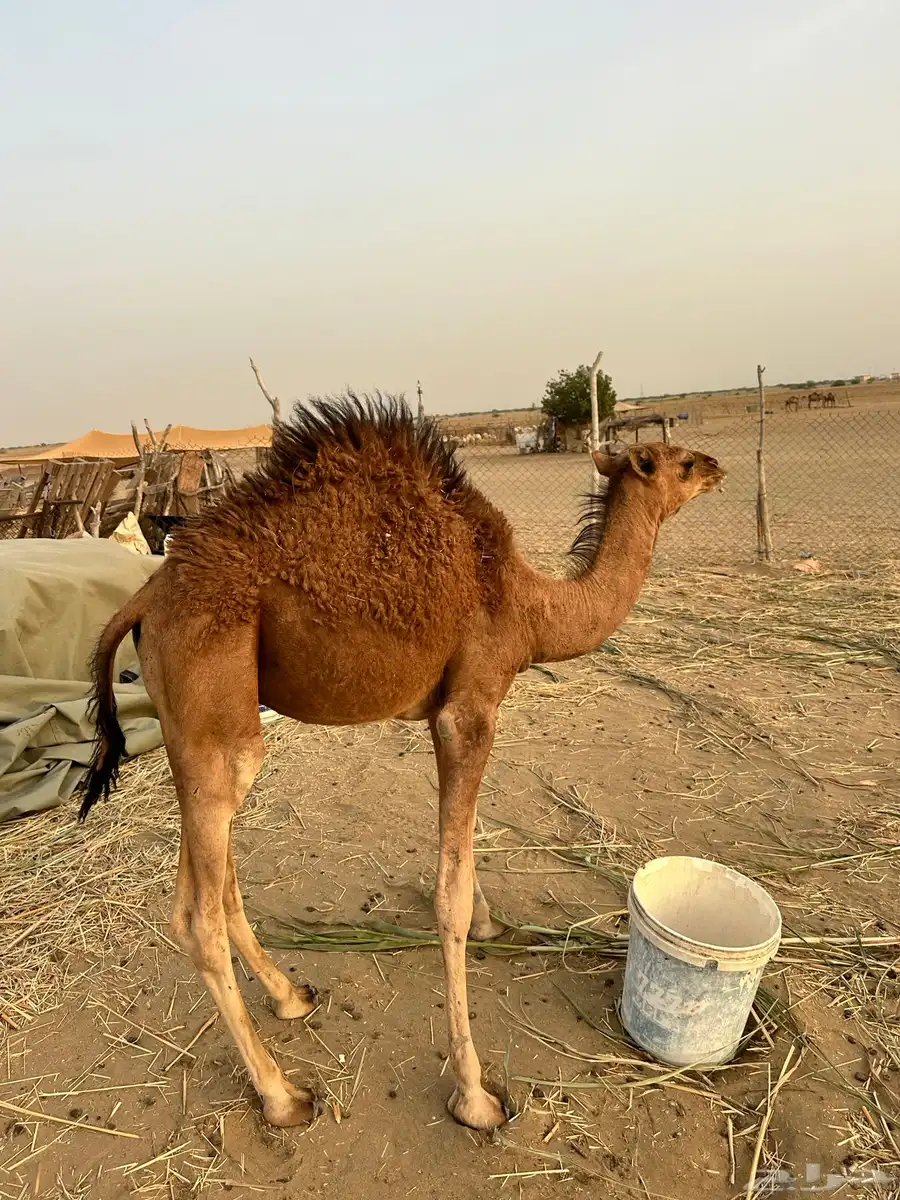 قعود للبيع 0