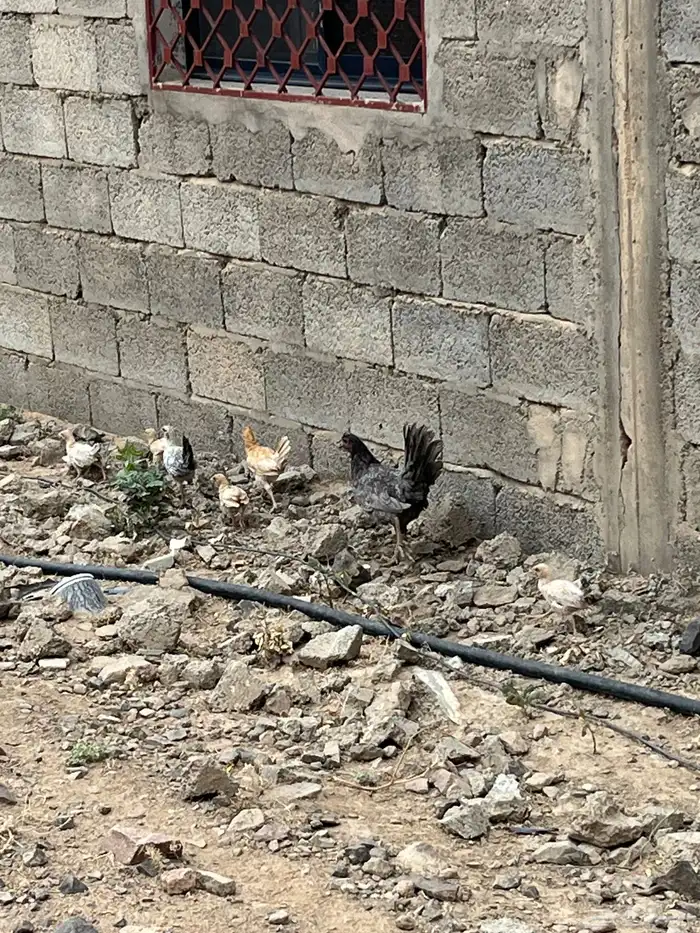 دجاج بلدي 1