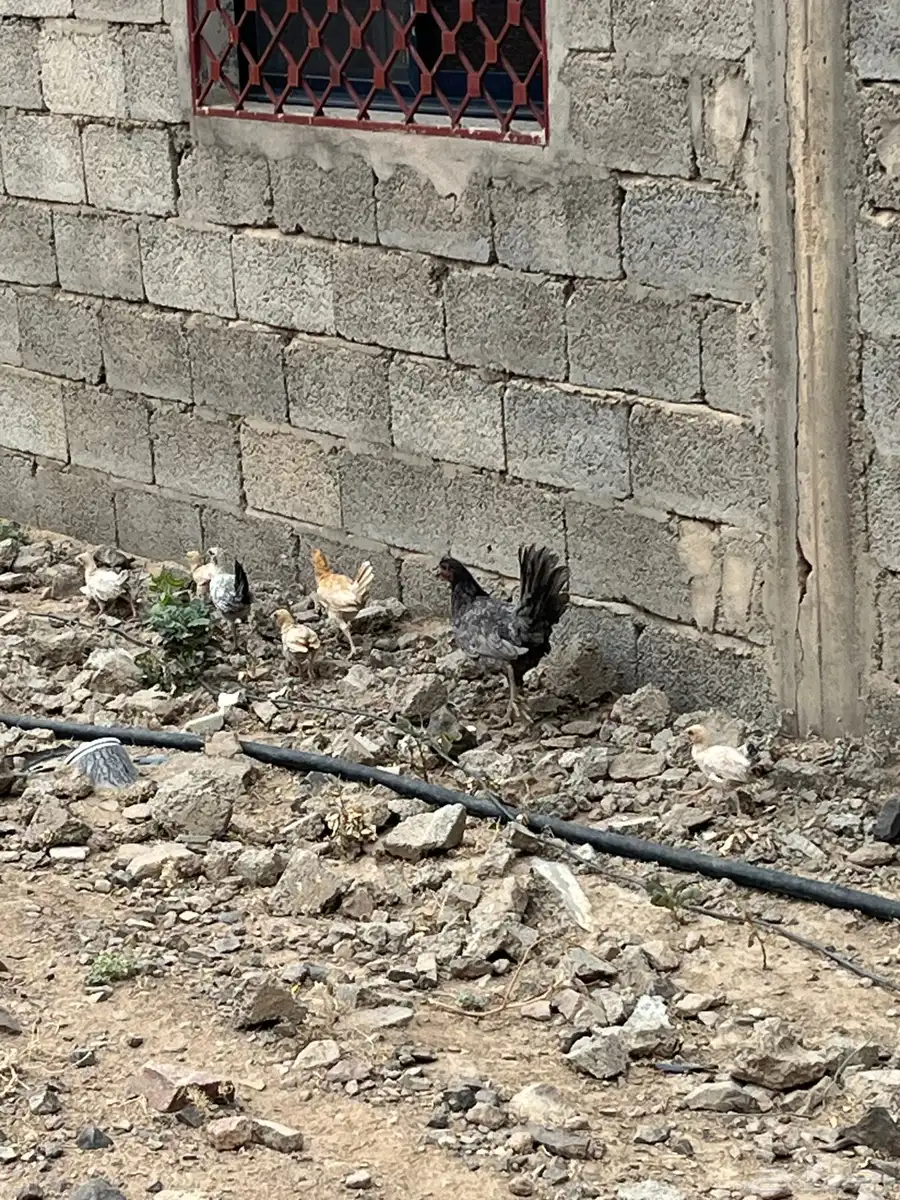 دجاج بلدي 1