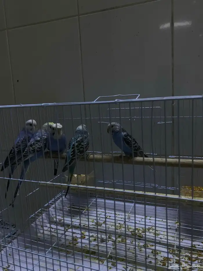 طبات بداجي هولندي العمر شهرين بوقت تربيه ويمديك تالفه للبيع 6