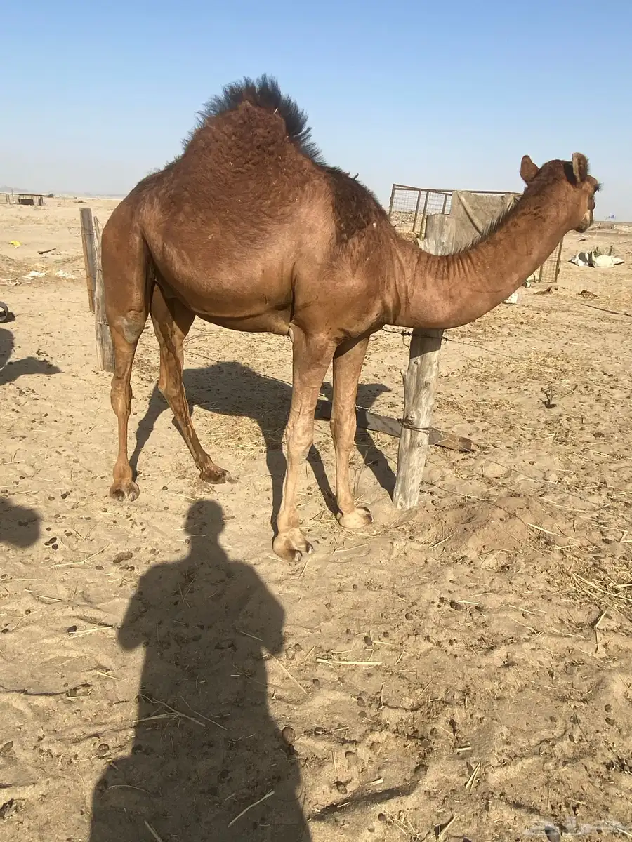 قعود مليان فل 1