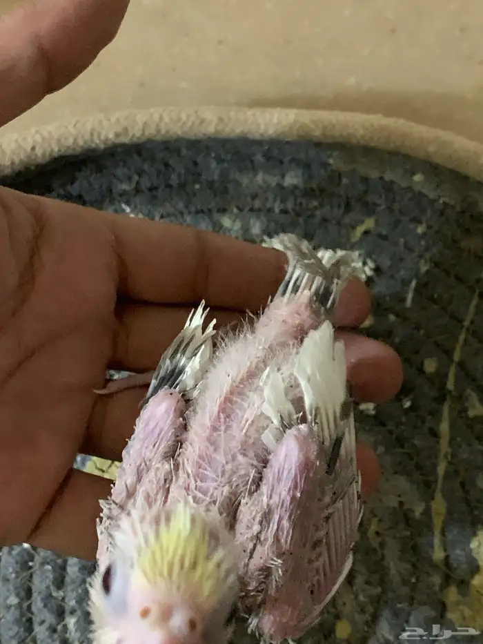 فرخين كروان تم البيع 0