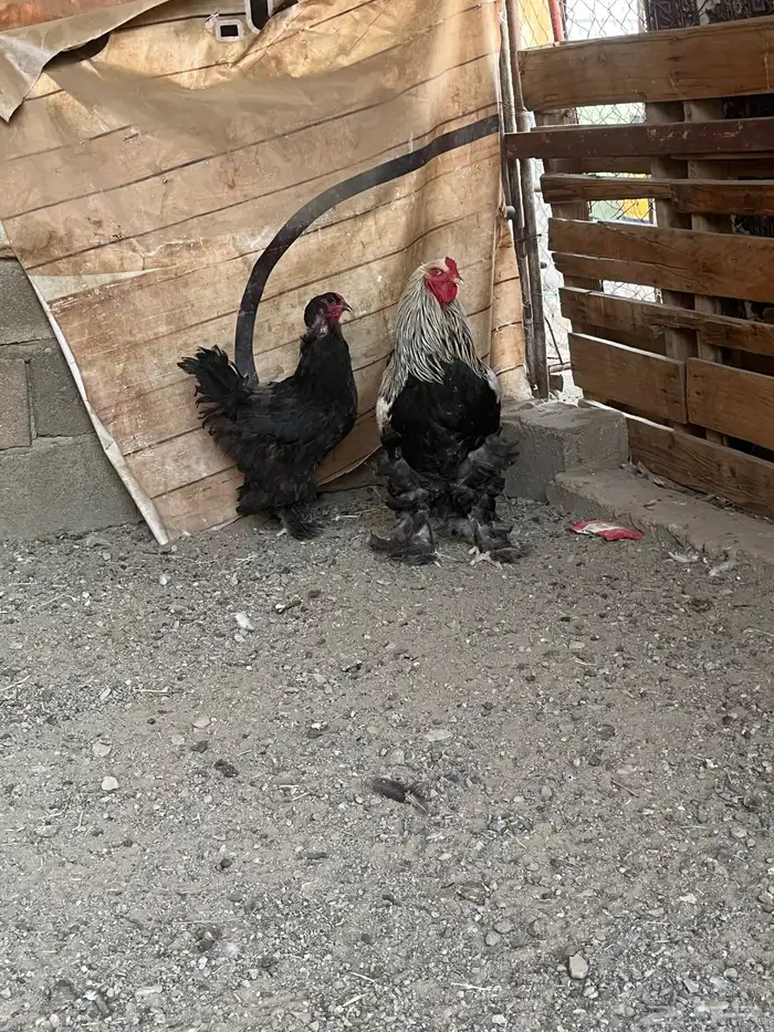 براهما دارك 3