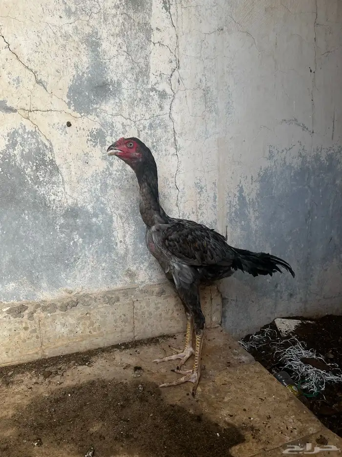 ديوك باكستاني 3