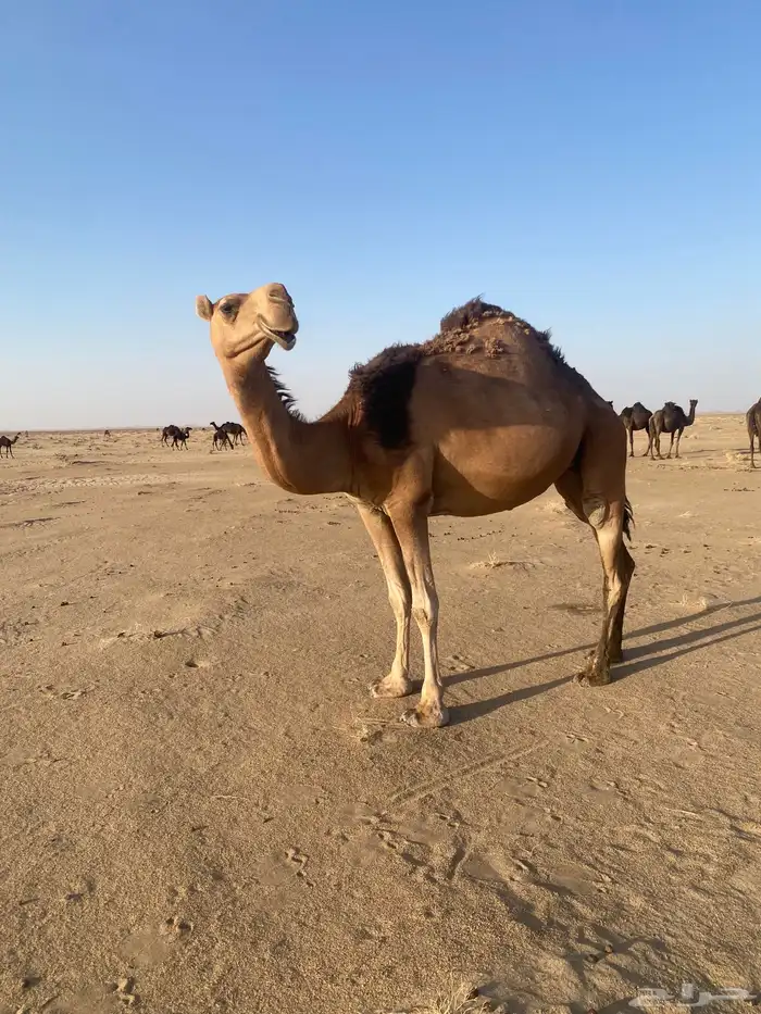 نياق ابل 0