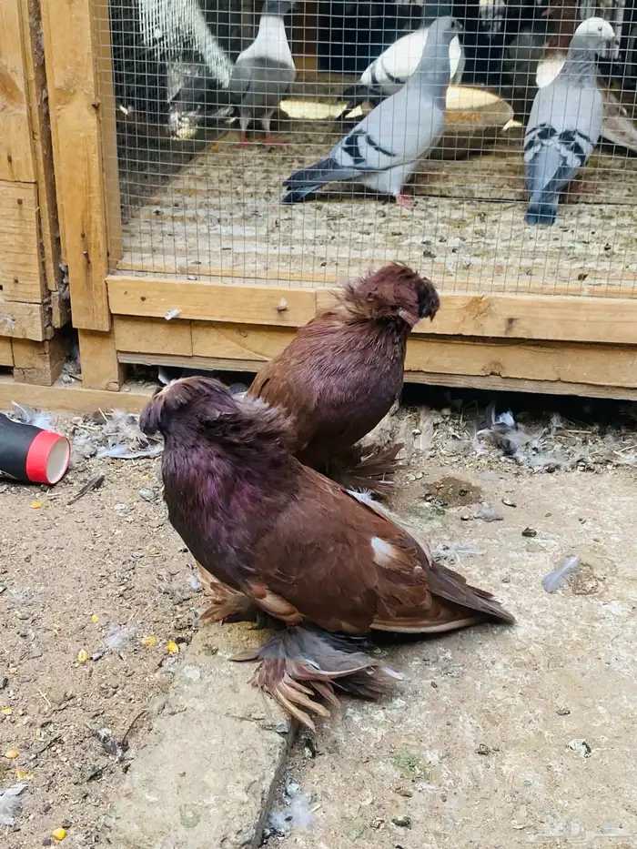 للبيع طبه بخاره 3