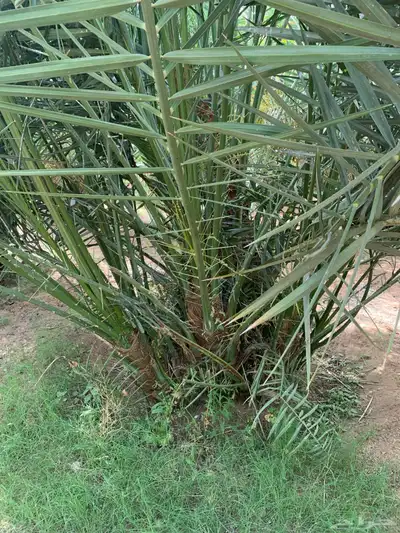 مجدول صقعي شبيبي خنيزي 3