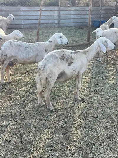 تم البيع 5