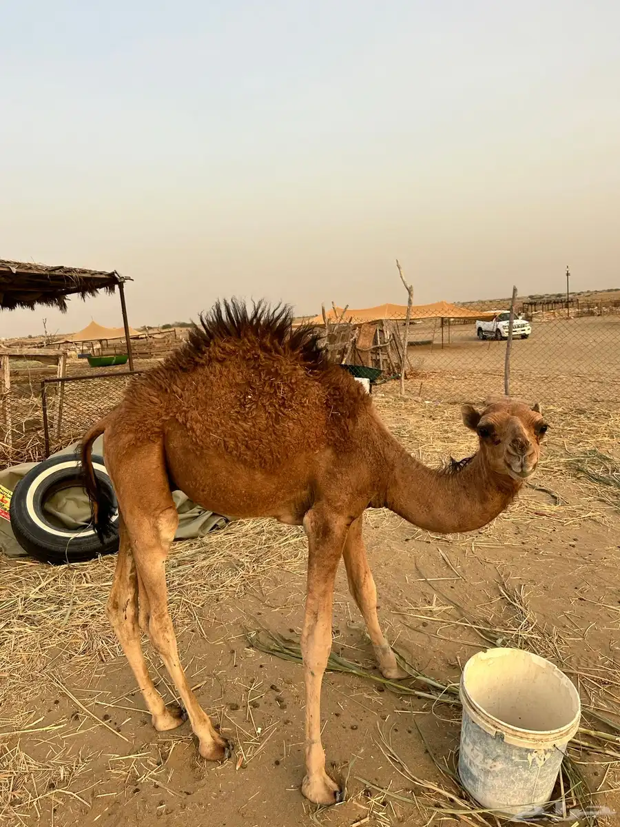 قعود للبيع 1
