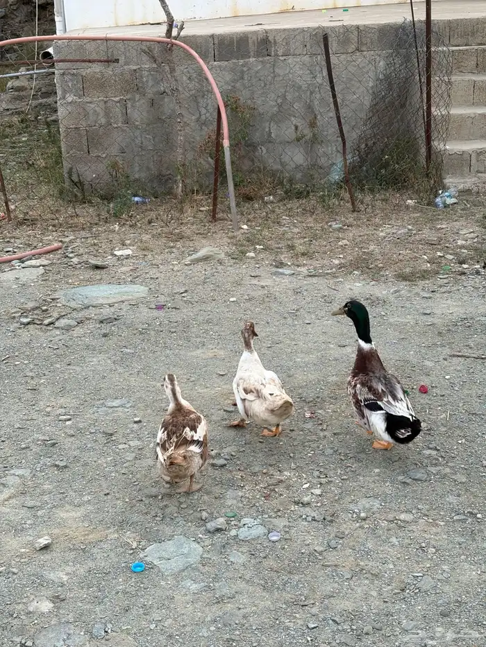 بط للبيع 4