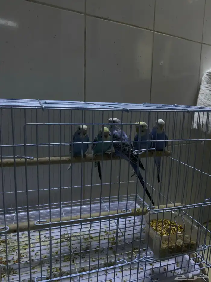 طبات بداجي هولندي العمر شهرين بوقت تربيه ويمديك تالفه للبيع 3