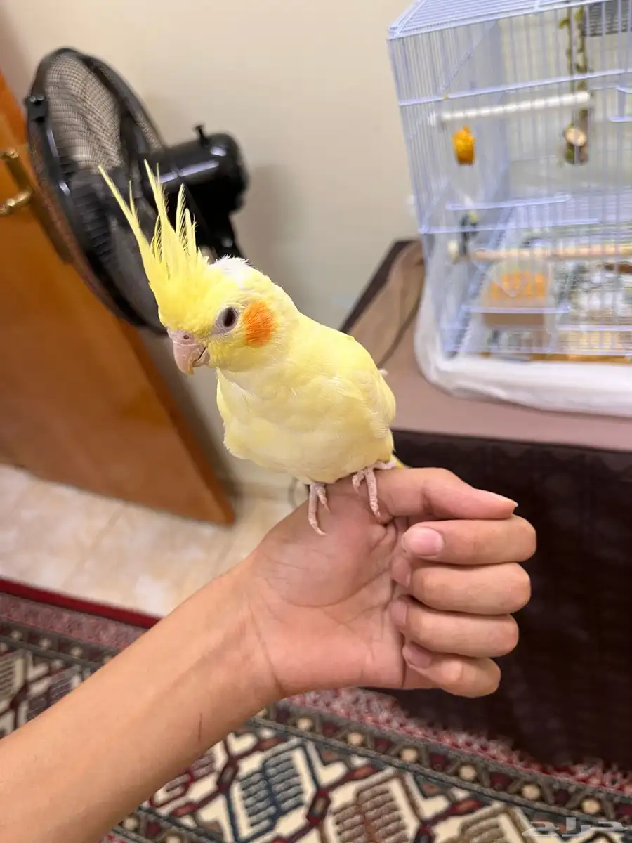 طير كروان 1