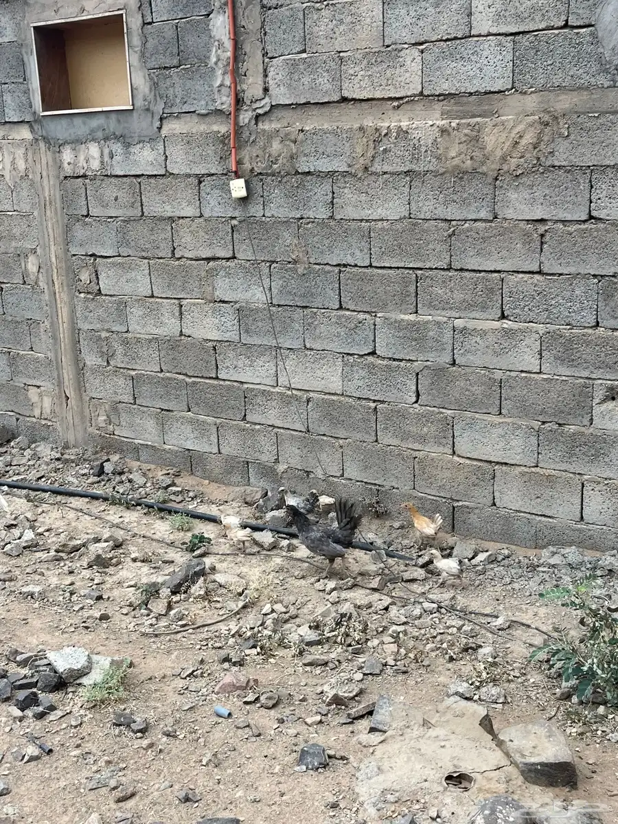 دجاج بلدي 3