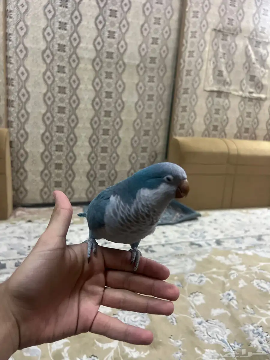 بغبغاء الكويكر 1