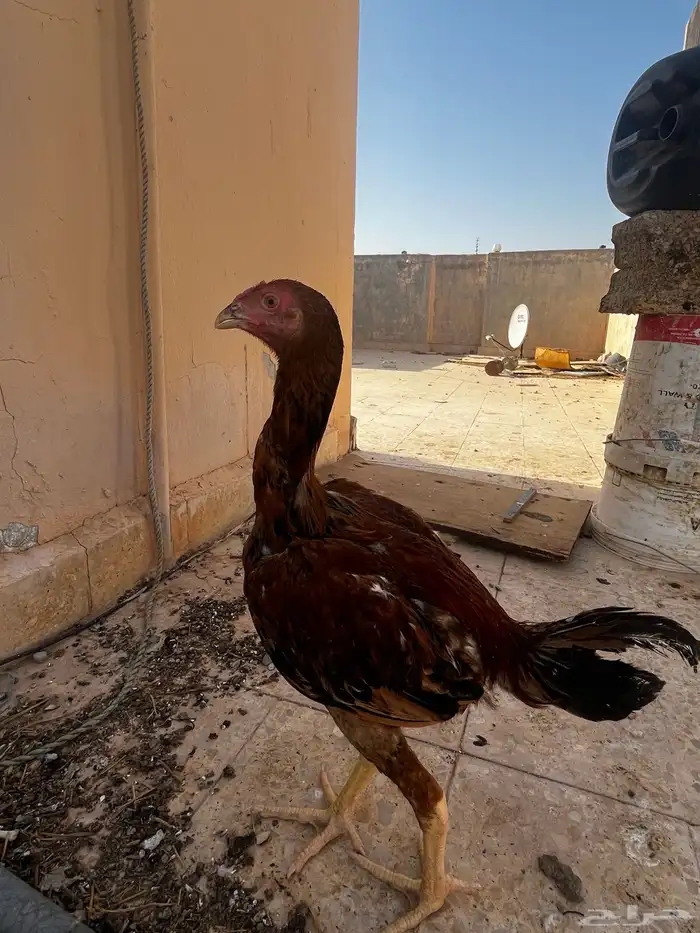 ديوك باكستاني 10