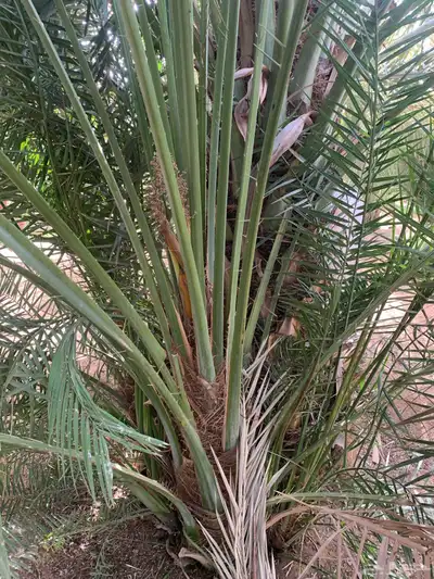 مجدول صقعي شبيبي خنيزي 0