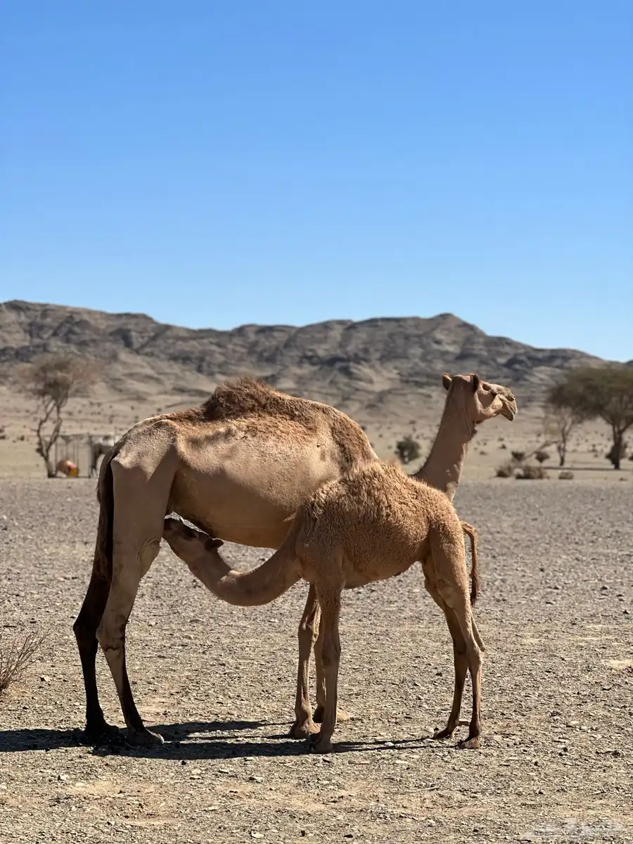 ناقه ام رابع 0