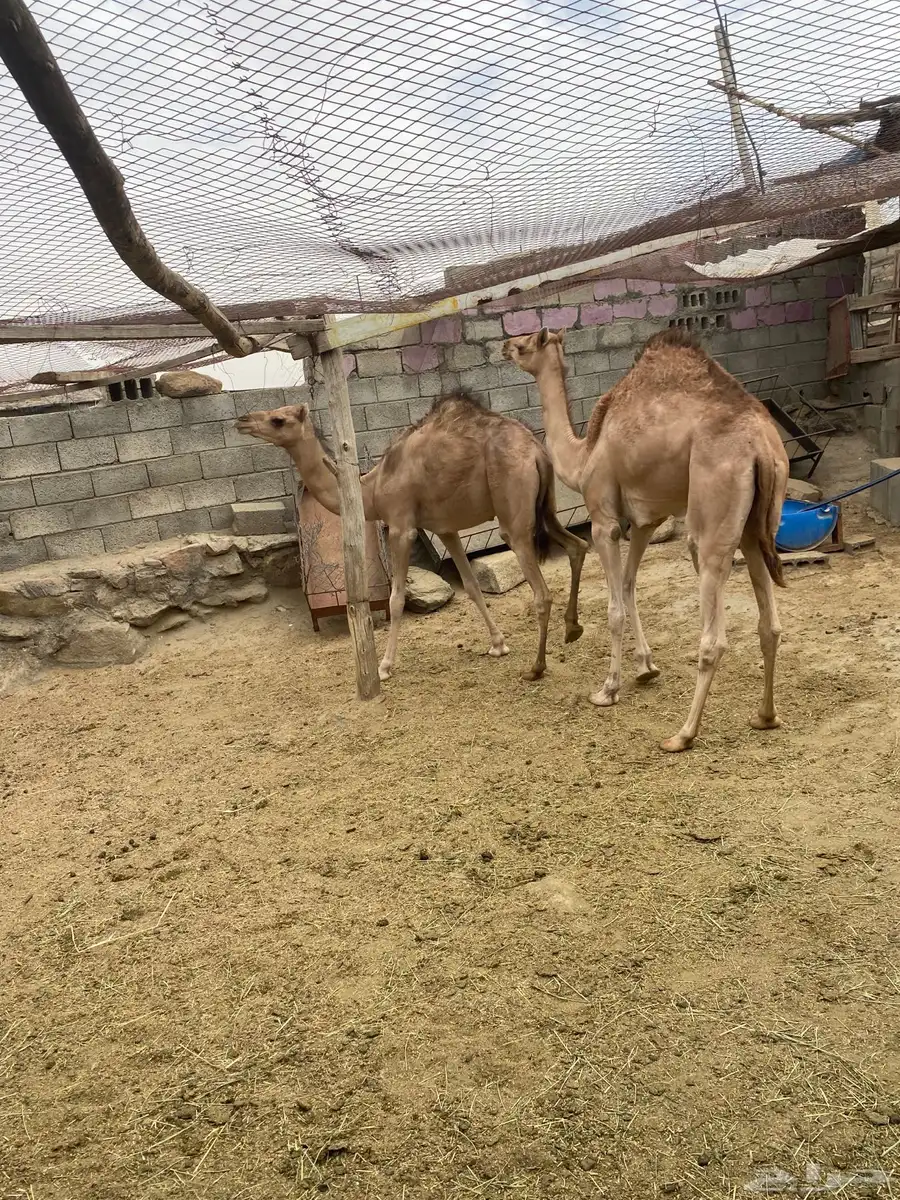 قعدان للبيع مناسبات زوجات 4