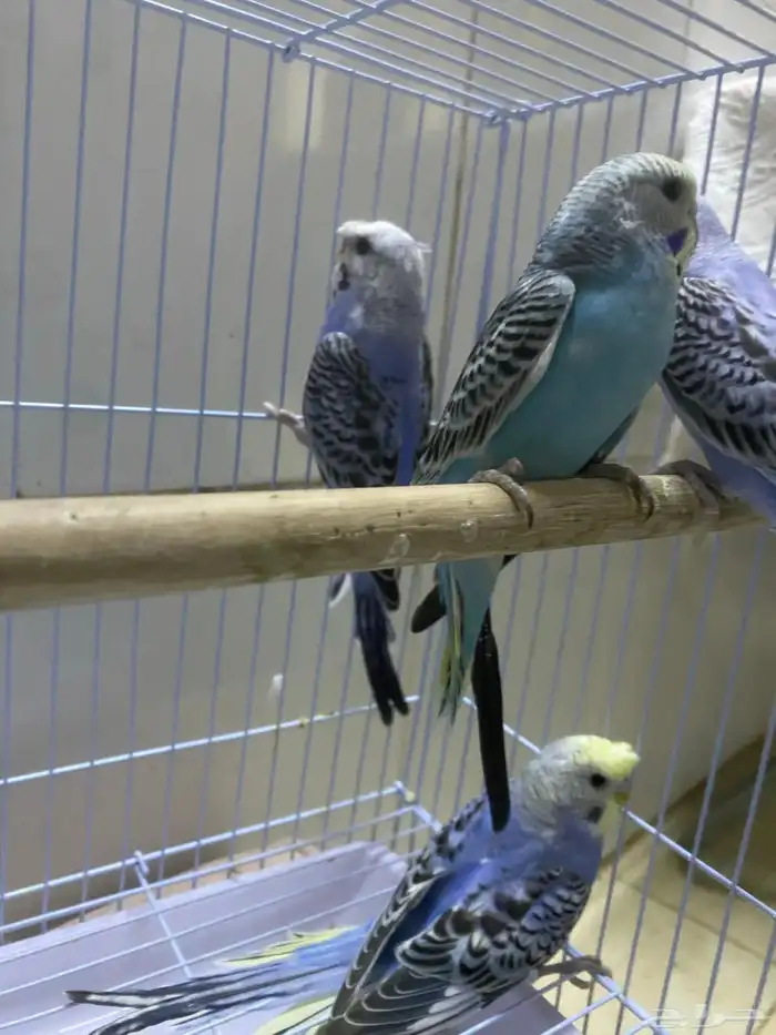 طبات بداجي هولندي العمر شهرين بوقت تربيه ويمديك تالفه للبيع 0