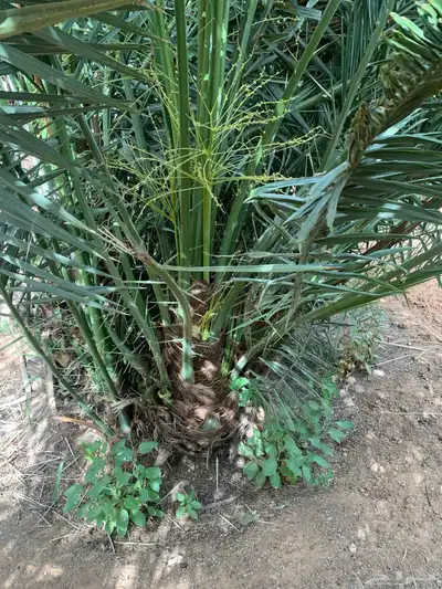 مجدول صقعي شبيبي خنيزي 2