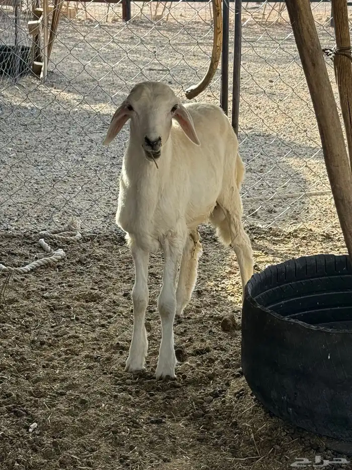 طلي للبيع حري 3