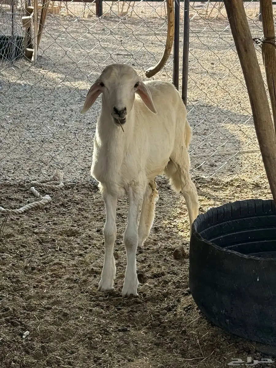 طلي للبيع حري 3
