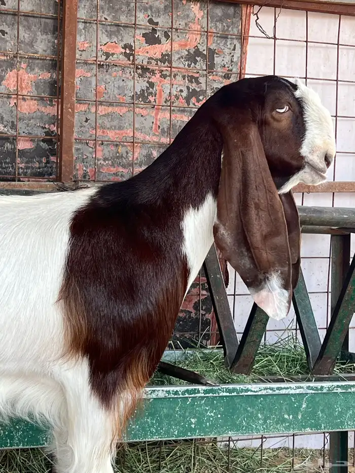 جفارات مقاني 10