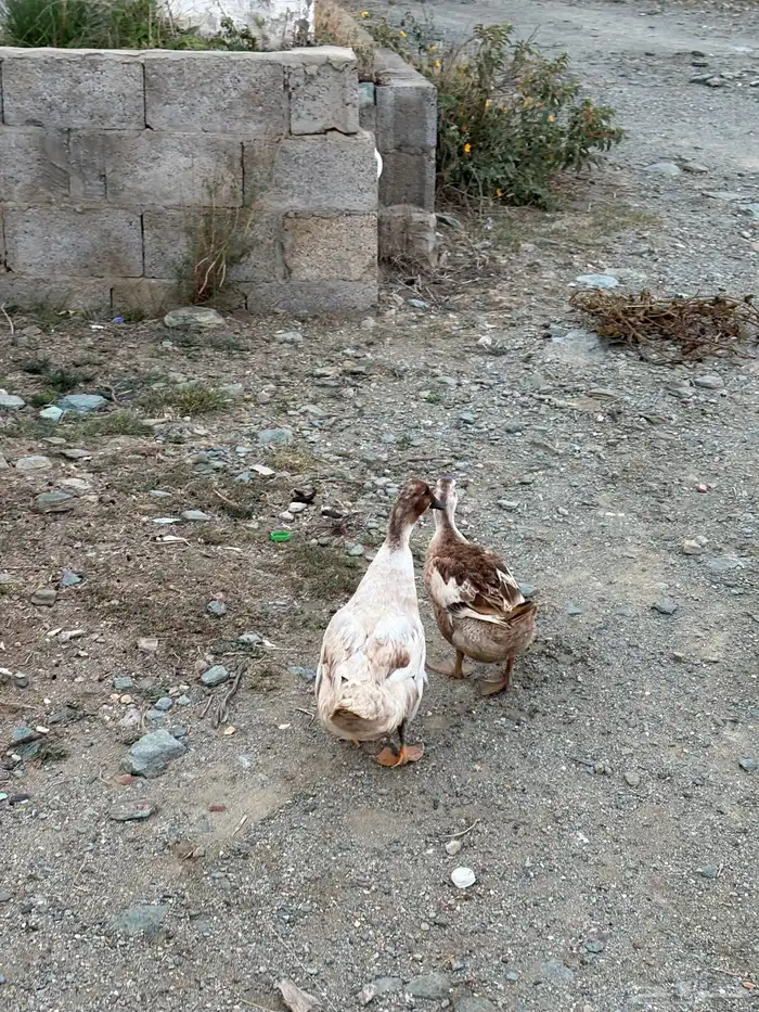 بط للبيع 3