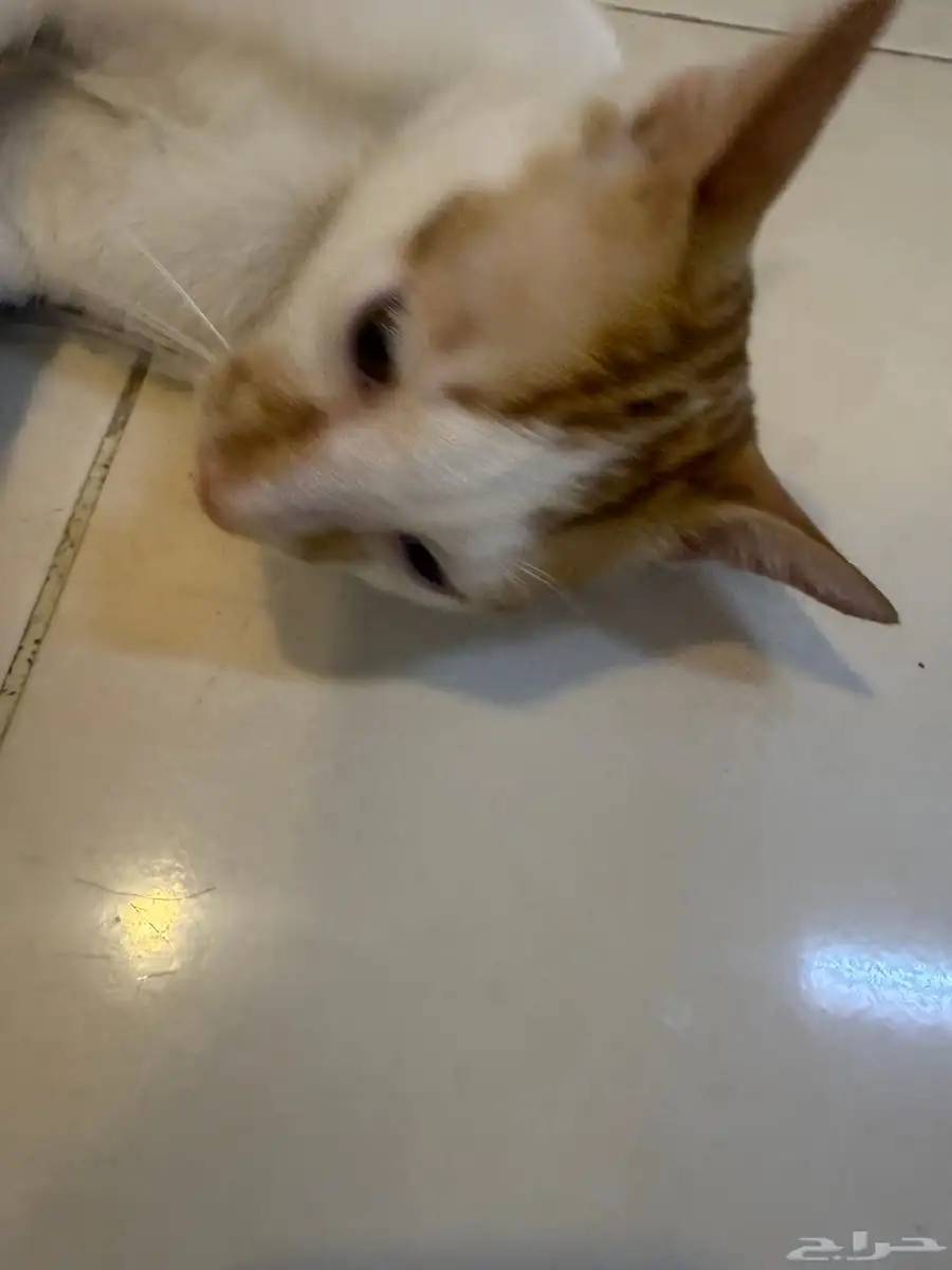 قط للبيع ذكر بلدي 6