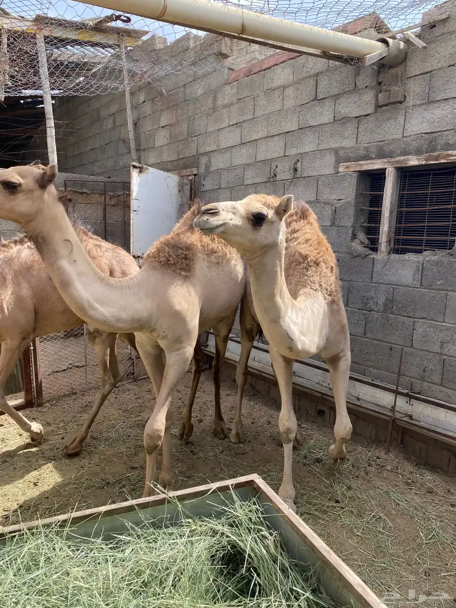 قعدان للبيع مناسبات زوجات 1